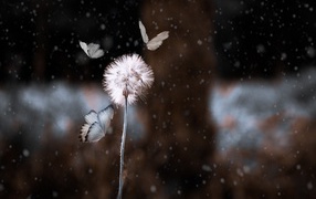 Butterflies fly around a white dandelion