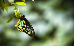 Бабочка сидит на зеленом листе