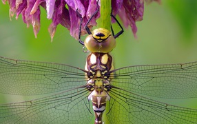 Стрекоза сидит на цветке крупным планом