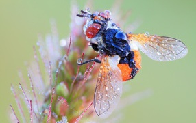 Муха в каплях росы на цветке макросъемка