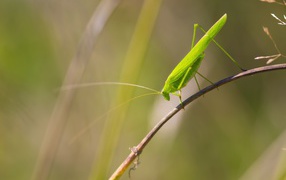 Зеленый кузнечик сидит на траве 