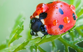 Красная божья коровка в каплях росы на зеленом листе макросъемка