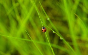Red ladybug sits on the green grass