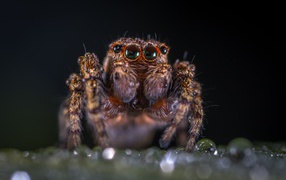 Лохматый паук крупным планом