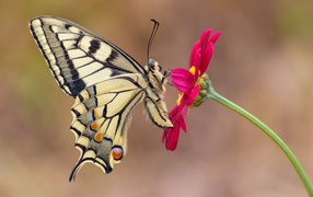 Бабочка махаон сидит на розовом цветке