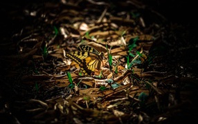 Бабочка махаон сидит на зеленой траве