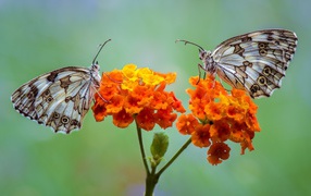 Две бабочки сидят на оранжевых цветах 