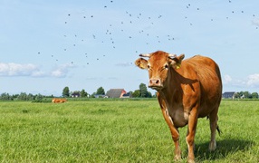 A large domestic cow grazes on green grass.