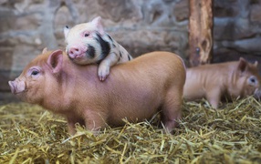 Милые поросята в свинарнике