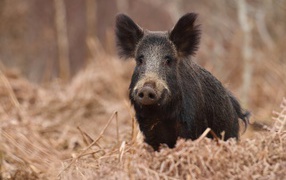 Большой черный боров в лесу на сухой траве