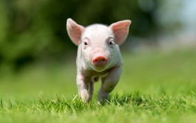 Маленький розовый поросенок бежит по зеленой траве