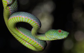 Зеленая гадюка с красными глазами на ветке