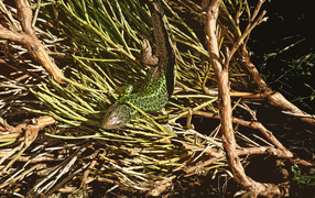 Зеленая ящерица в ветках 