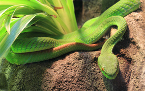 Зеленая змея ползет по земле у растения 