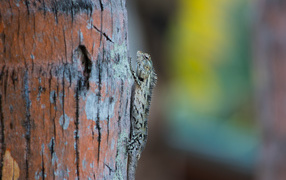 Маленькая ящерица на стволе дерева