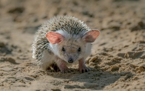 A prickly hedgehog with big ears stands in the sand