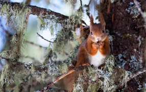Beautiful red squirrel gnaws a nut on a tree