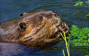 Big beaver in water nibbles foliage