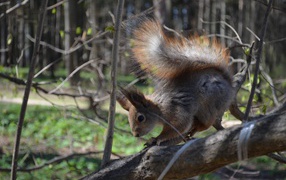 Big red squirrel sits on a tree branch