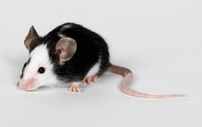 Black and white rat with a long tail on a gray background