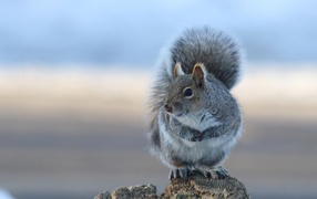 Fluffy gray squirrel sitting on a stone