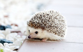 Funny prickly hedgehog with black eyes
