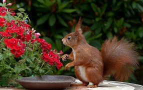 Funny red squirrel in red flowers