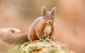Funny red squirrel sitting on a stone