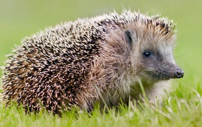 Funny spiny hedgehog in green grass