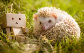 Hedgehog on the green grass with a robot