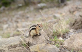 Little chipmunk sits on a stone