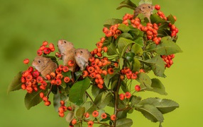 Little mice on a branch with red berries