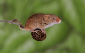 Little mouse is sitting on a branch with a cone