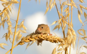 Little mouse sits on a spikelet