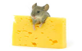 Little mouse with a piece of cheese on a white background