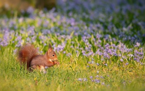 Little red squirrel sitting on the field with flowers