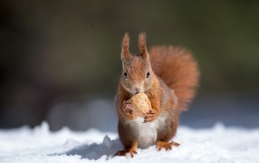 Маленькая рыжая белка с орехом на снегу