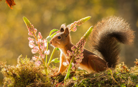 Little red squirrel with pink lupine flowers
