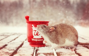 Rat with a cup of tea in the snow, a symbol of the new year 2020