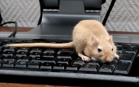 Red rat sitting on black keyboard