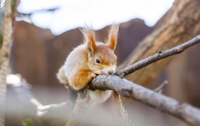 Red squirrel dozing on a branch
