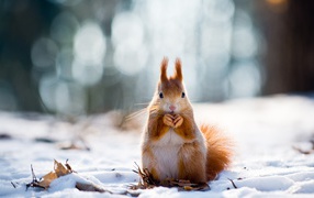 Red squirrel nibbles a nut in the snow
