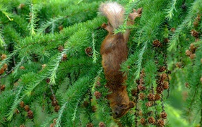 Squirrel nibbles a cone on the green branch of spruce