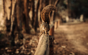 Squirrel with a fluffy tail on a wooden branch