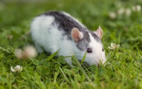 The rat sits in the green grass, a symbol of the new year 2020