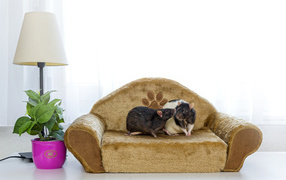 Two rats on a toy sofa