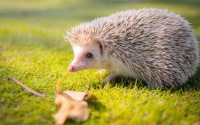 White prickly hedgehog on green grass