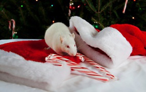 White rat with New Year hat symbol of the new year 2020