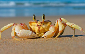 Большой краб ползет по песку 