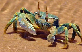 Big green crab on the yellow sand